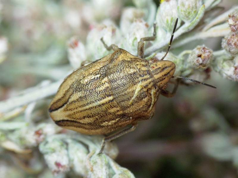 Odontotarsus purpureolineatus (Rossi, 1790)
